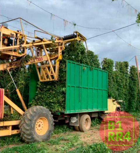 Campos de lúpulo, cultivos experimentales y cosecha